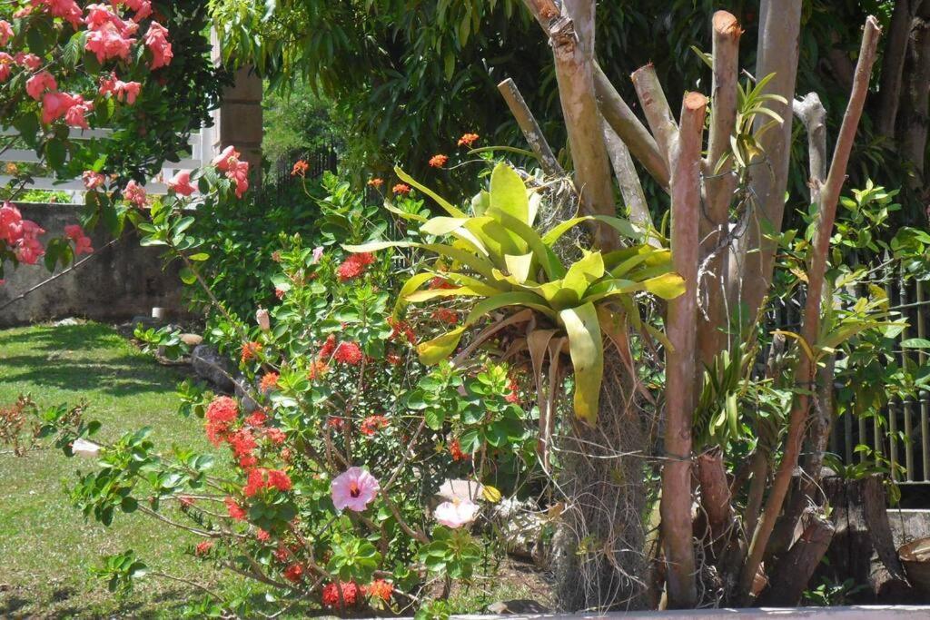 Apartmán Idilio Escape Ocho Rios Exteriér fotografie
